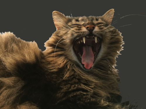 picture of Maxwell the cat yawning