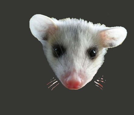 photo of a possum's face