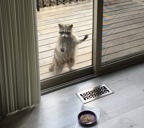 Picture of raccoon standing in the widow