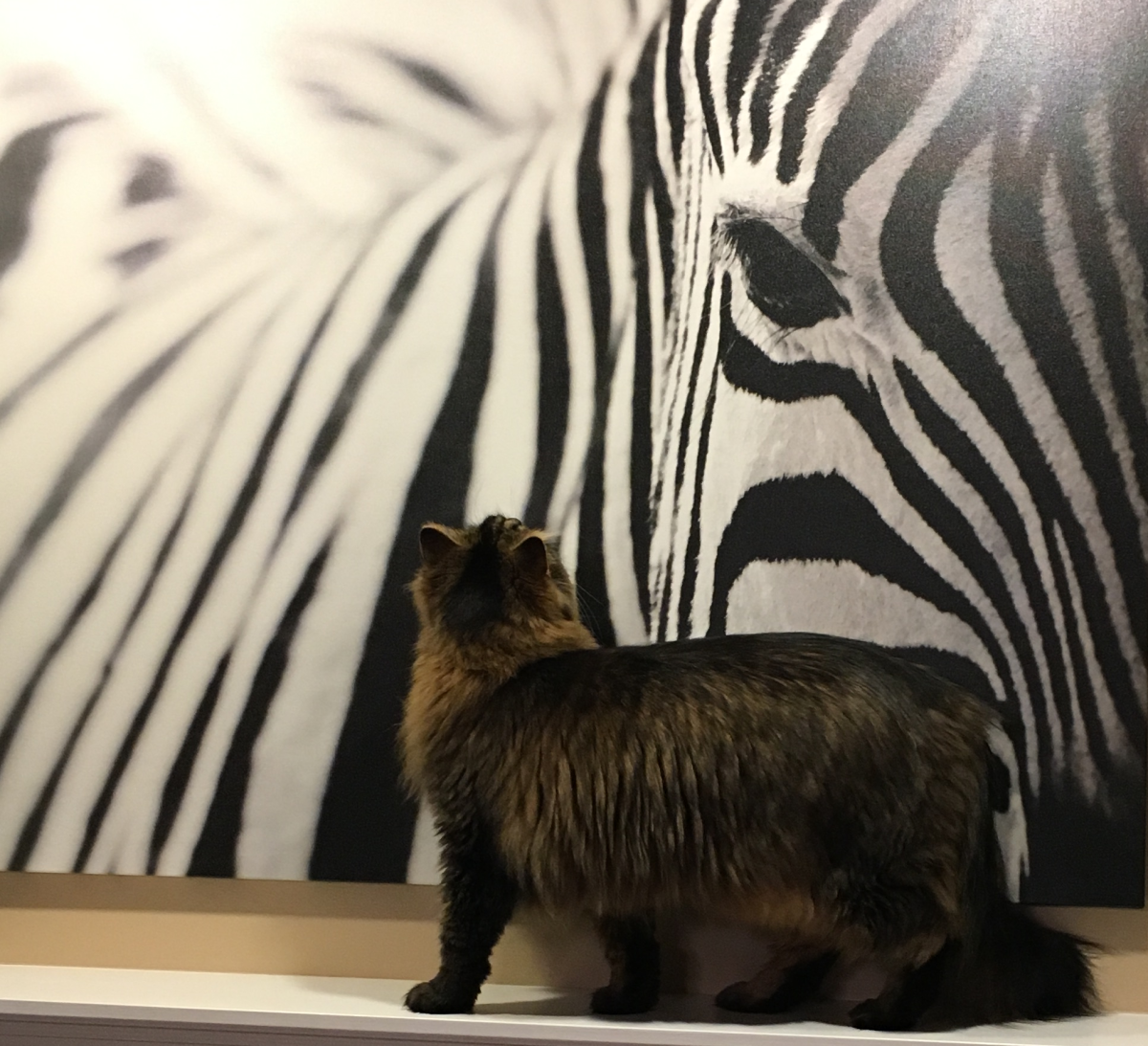 Max the cat looking at a picture of a zebra